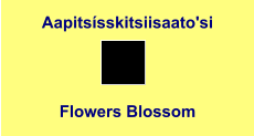 Aapitsísskitsiisaato'si Flowers Blossom