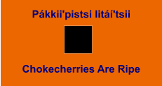Pákkii'pistsi Iitáí'tsii Chokecherries Are Ripe