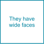 They have wide faces