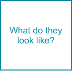 What do they look like?