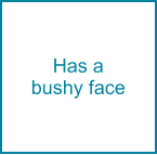 Has a bushy face