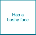 Has a bushy face