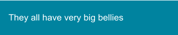 They all have very big bellies
